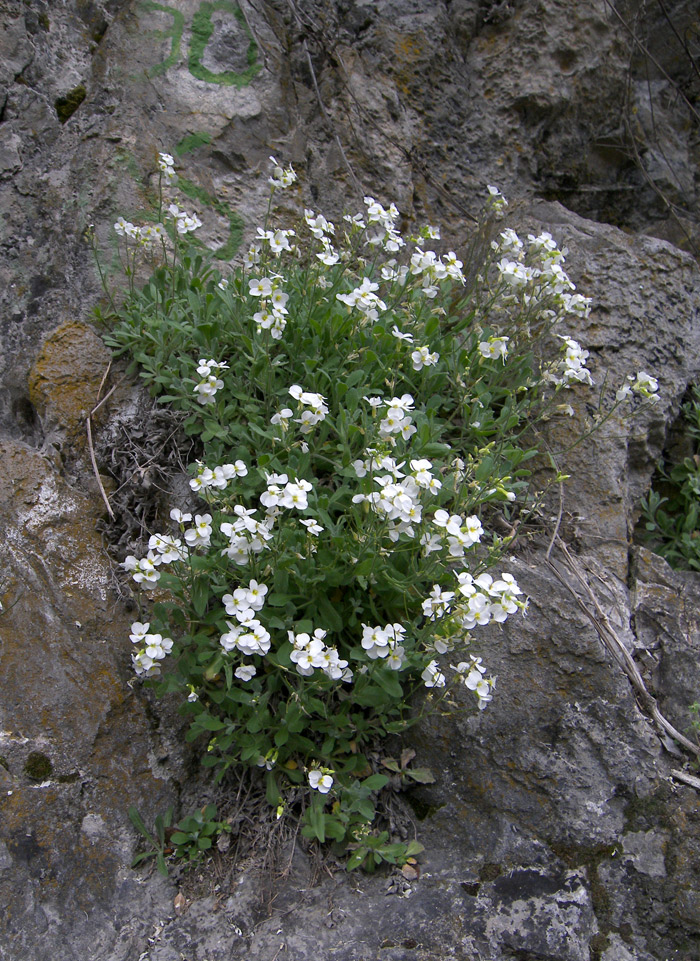 Image of Arabis caucasica specimen.