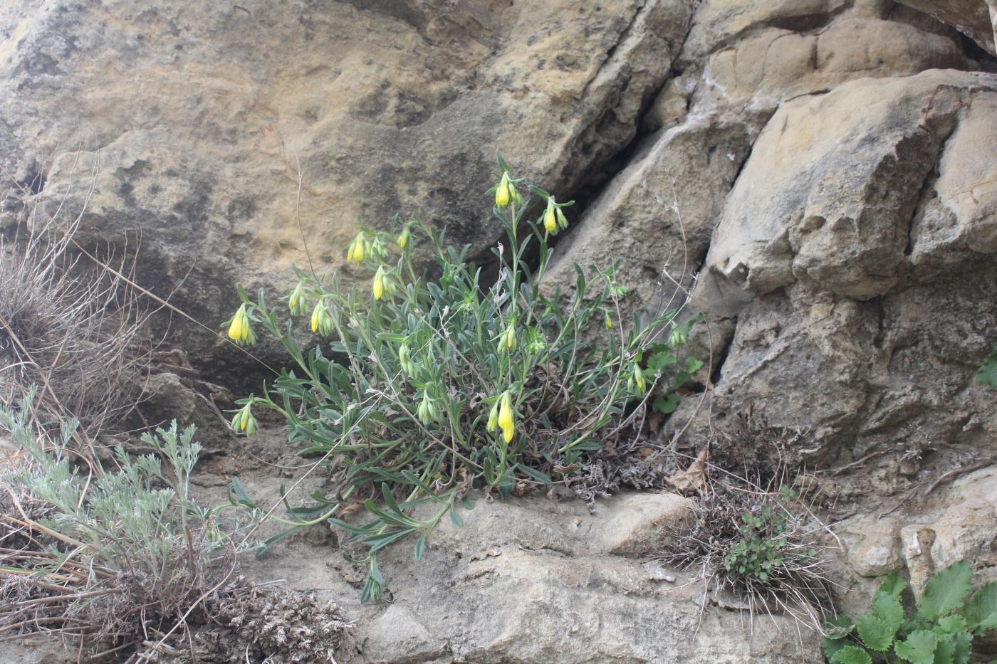 Image of Onosma caucasica specimen.