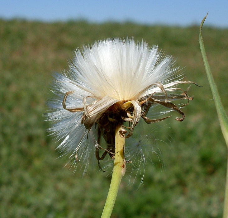 Изображение особи Sonchus arvensis ssp. uliginosus.