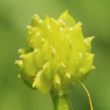 genus Ranunculus