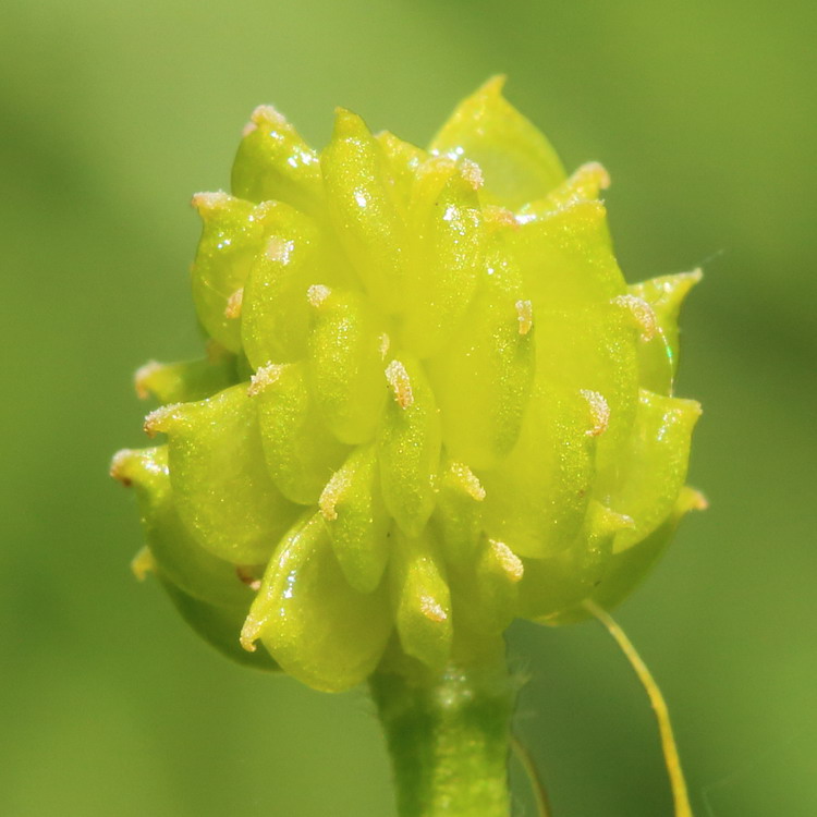 Image of genus Ranunculus specimen.