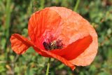 Papaver rhoeas