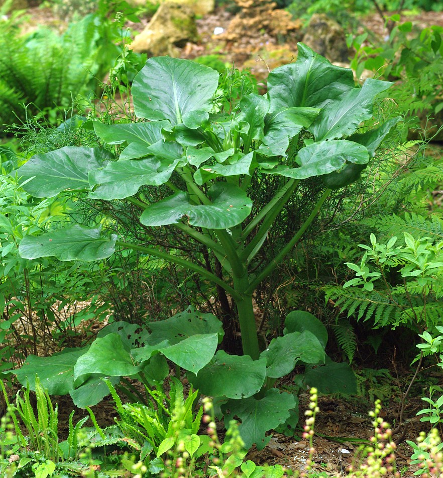 Изображение особи Cardiocrinum cordatum.