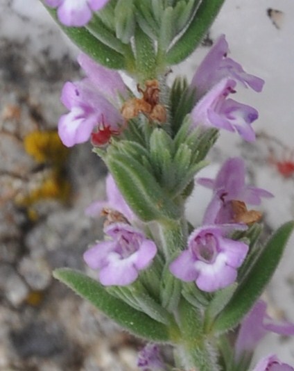 Image of genus Micromeria specimen.