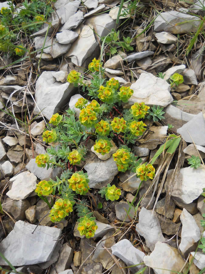 Image of Euphorbia erythrodon specimen.