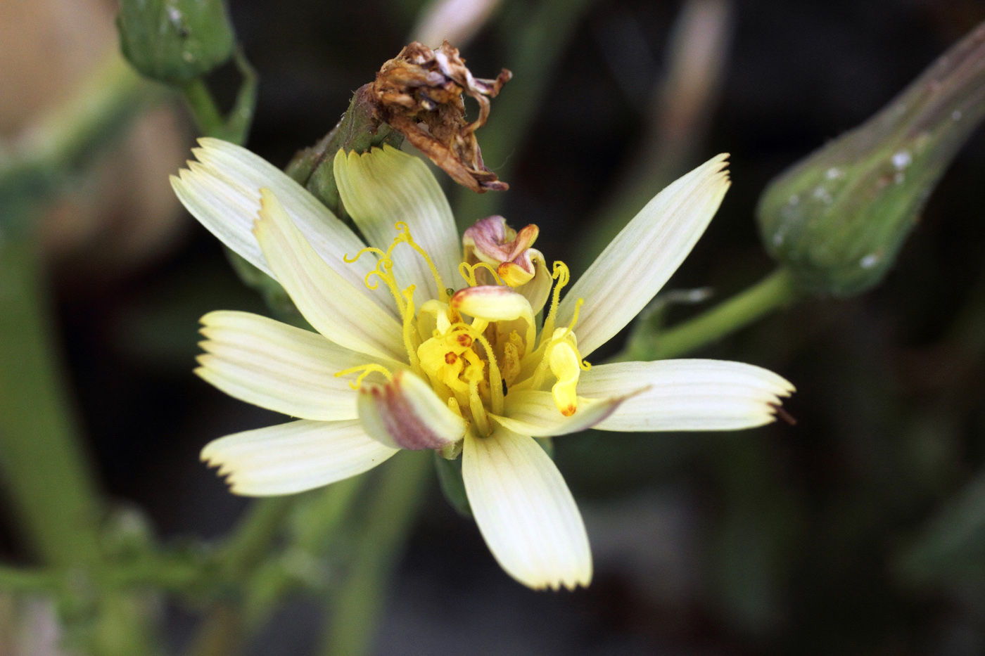 Изображение особи Steptorhamphus crambifolius.