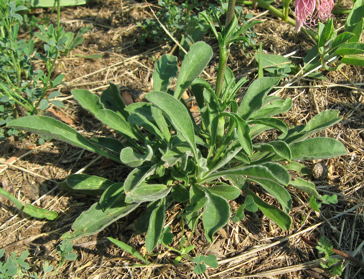 Изображение особи Silene densiflora.