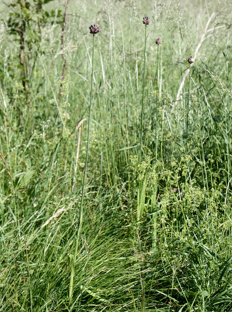 Image of Allium scorodoprasum specimen.