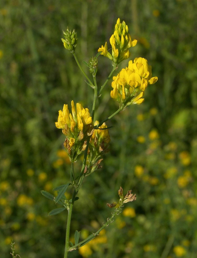 Image of Medicago vardanis specimen.