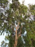Eucalyptus camaldulensis. Взрослое дерево. Израиль, г. Беэр-Шева, городское озеленение. 15.07.2013.