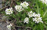 Arabis alpina