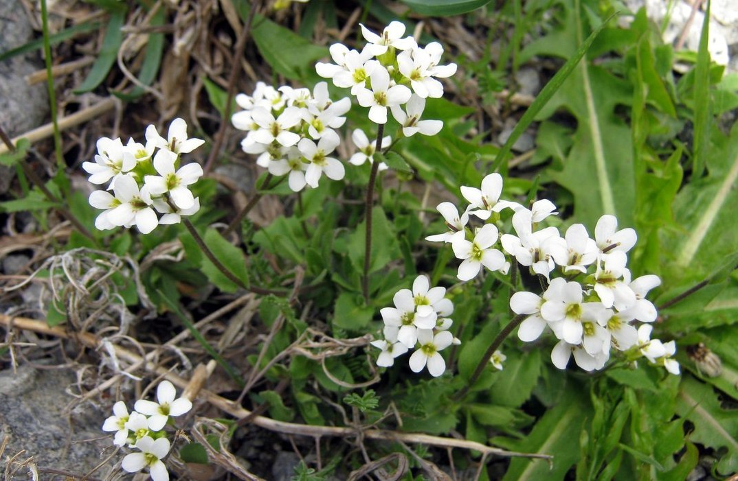 Image of Arabis alpina specimen.