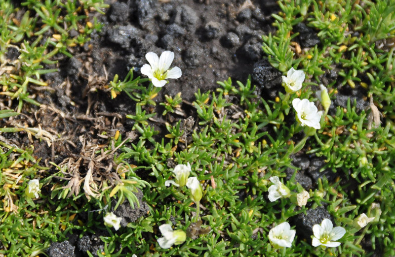 Изображение особи Minuartia macrocarpa.