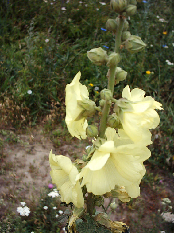 Изображение особи Alcea rugosa.