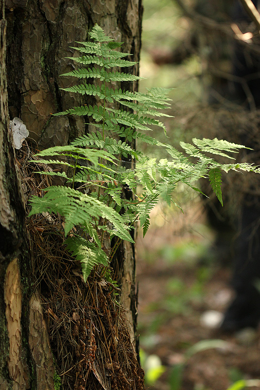 Image of Dryopteris carthusiana specimen.