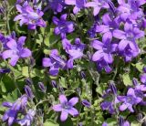 Campanula portenschlagiana