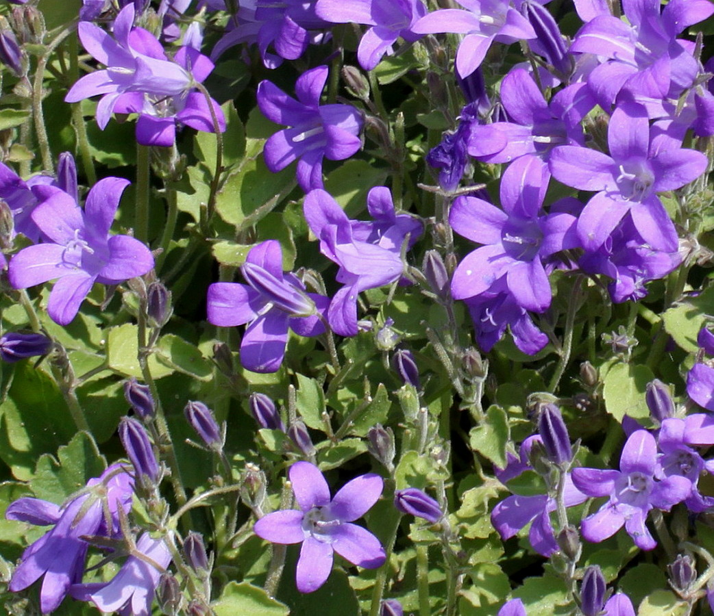Изображение особи Campanula portenschlagiana.