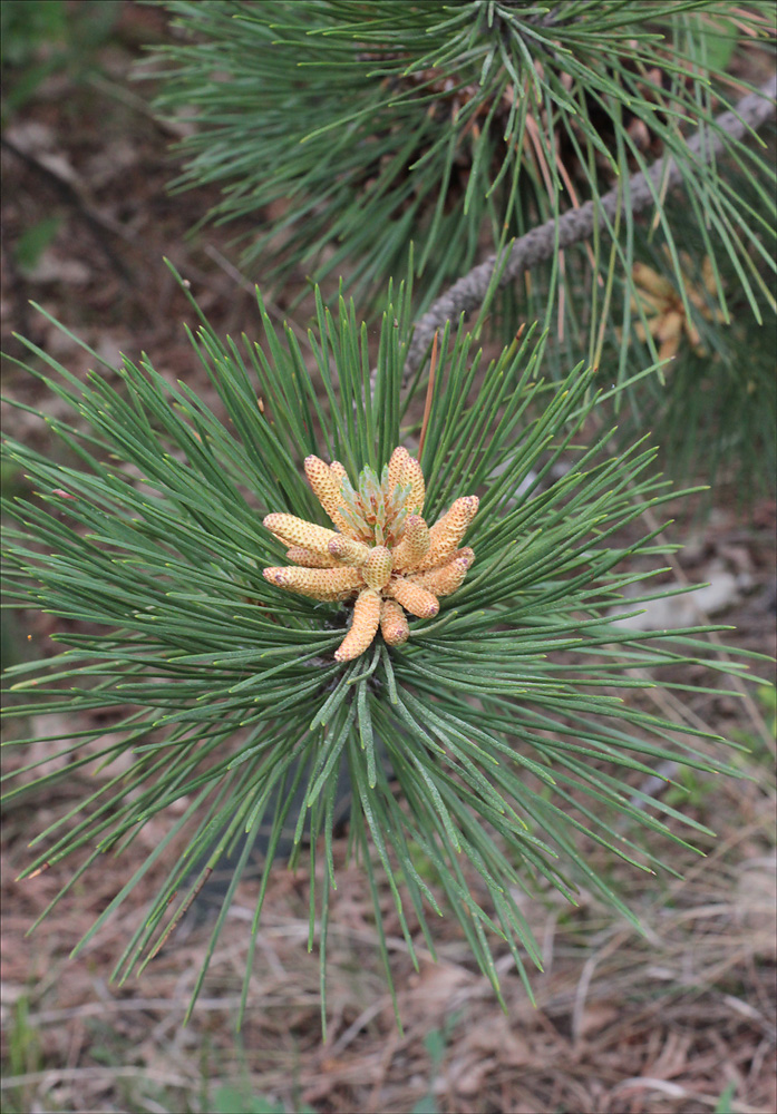 Изображение особи Pinus pallasiana.