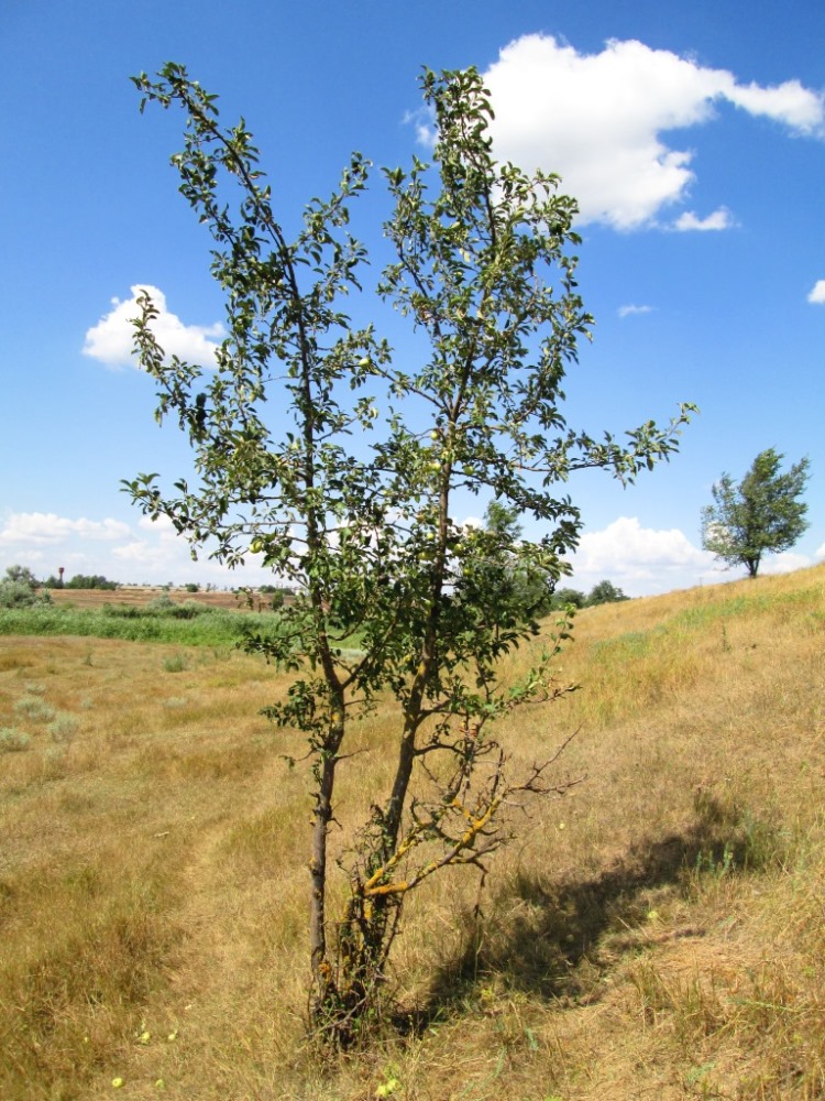 Изображение особи Malus domestica.