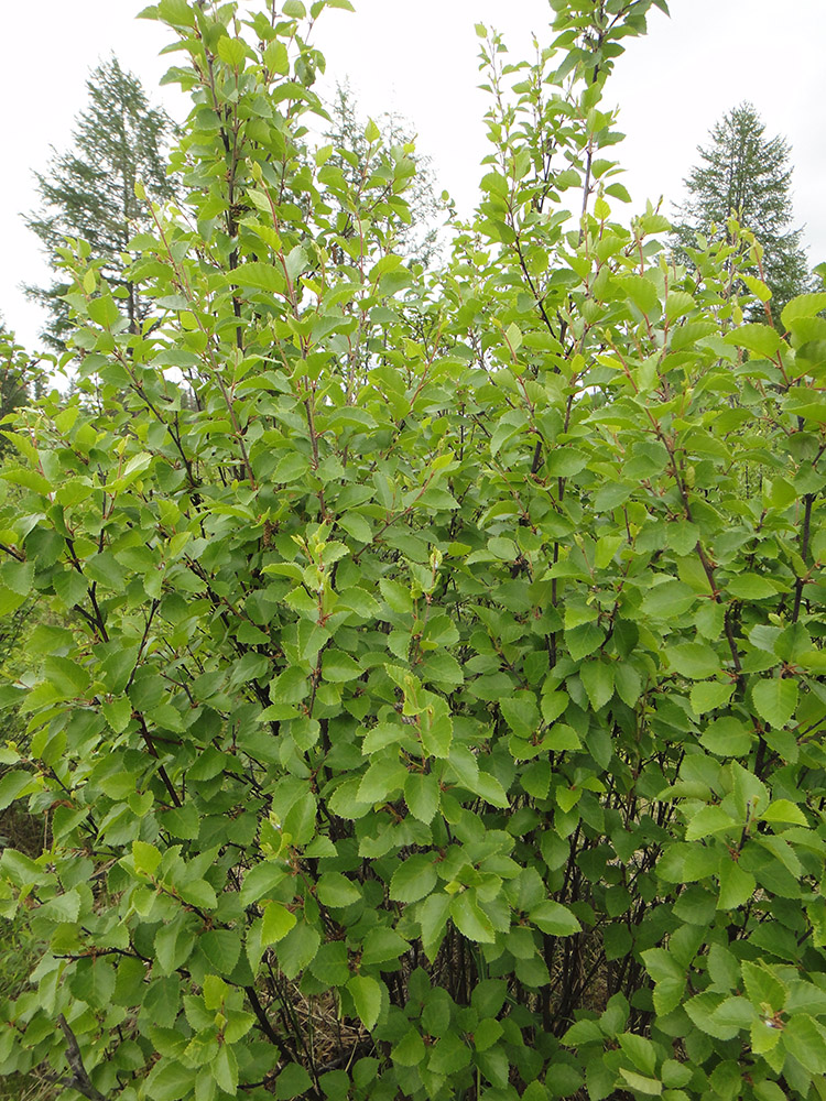 Image of Betula fruticosa specimen.