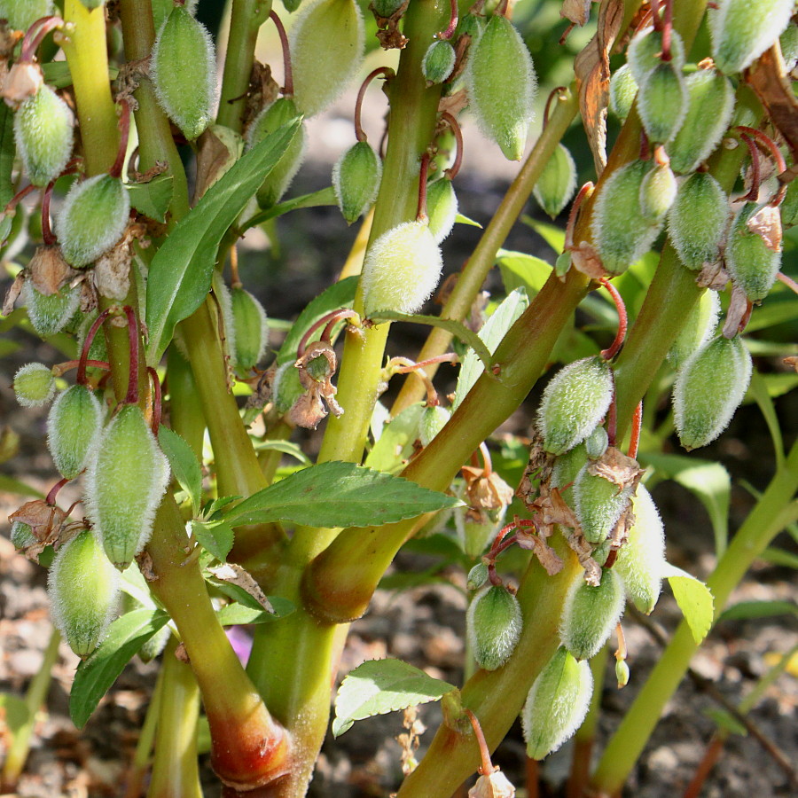 Image of Impatiens balsamina specimen.