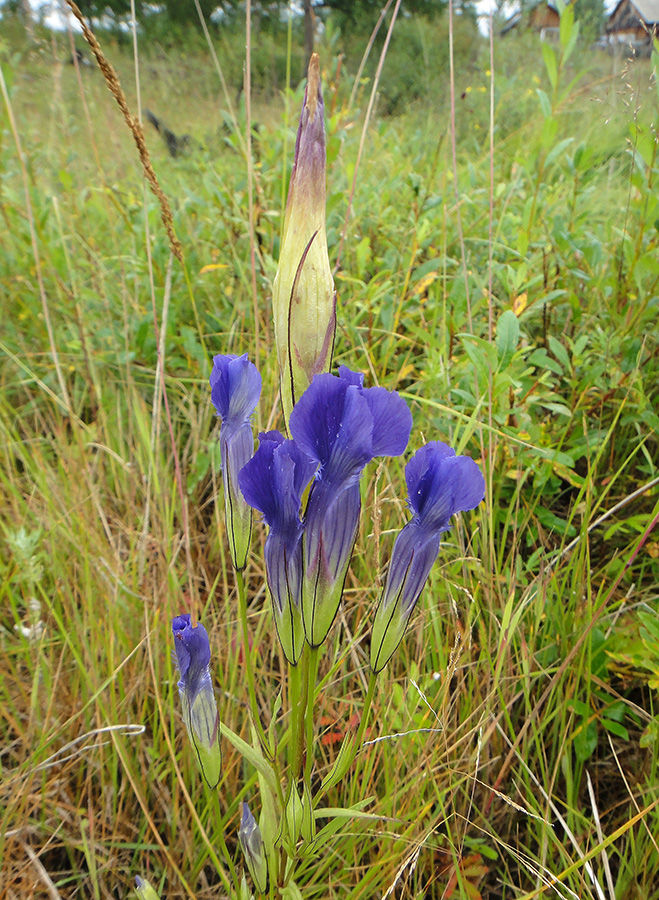 Image of Gentianopsis barbata specimen.