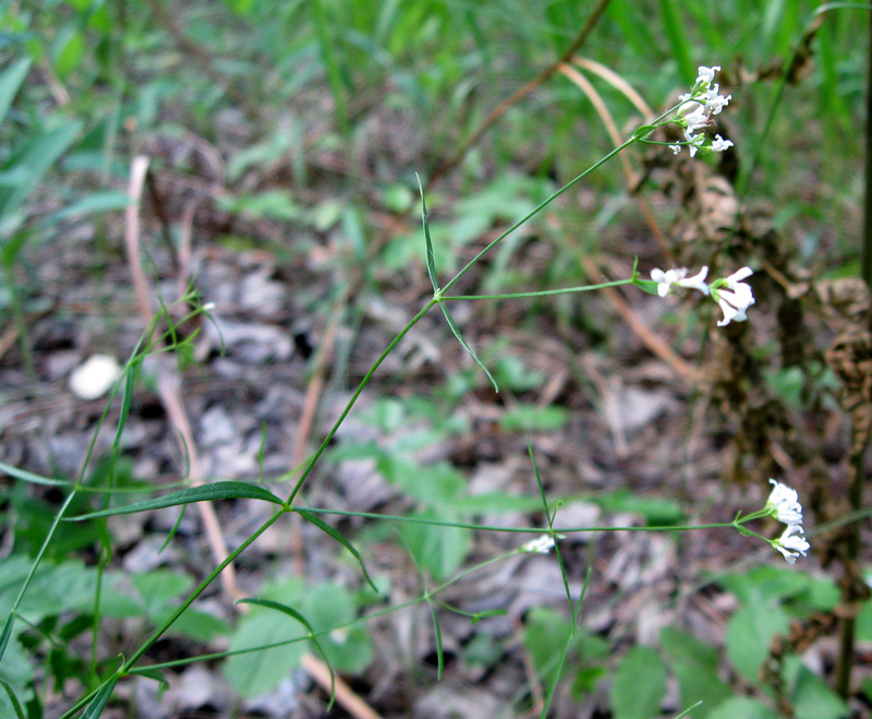 Image of Galium triandrum specimen.