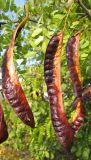 Gleditsia triacanthos