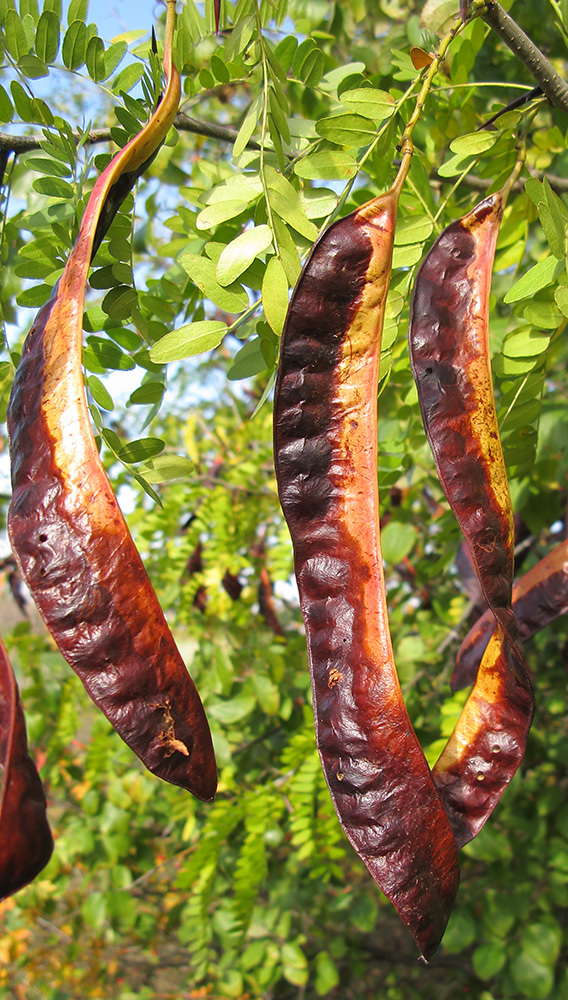 Изображение особи Gleditsia triacanthos.