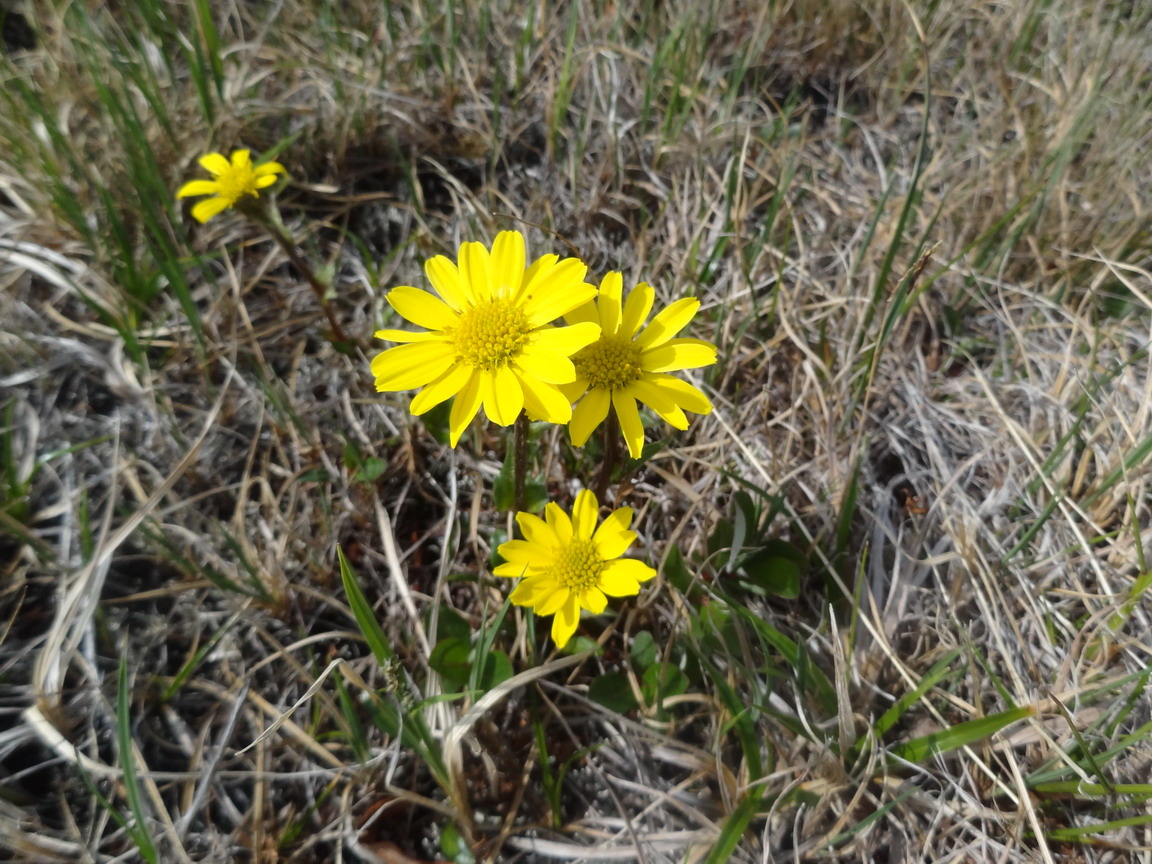 Изображение особи Tephroseris frigida.