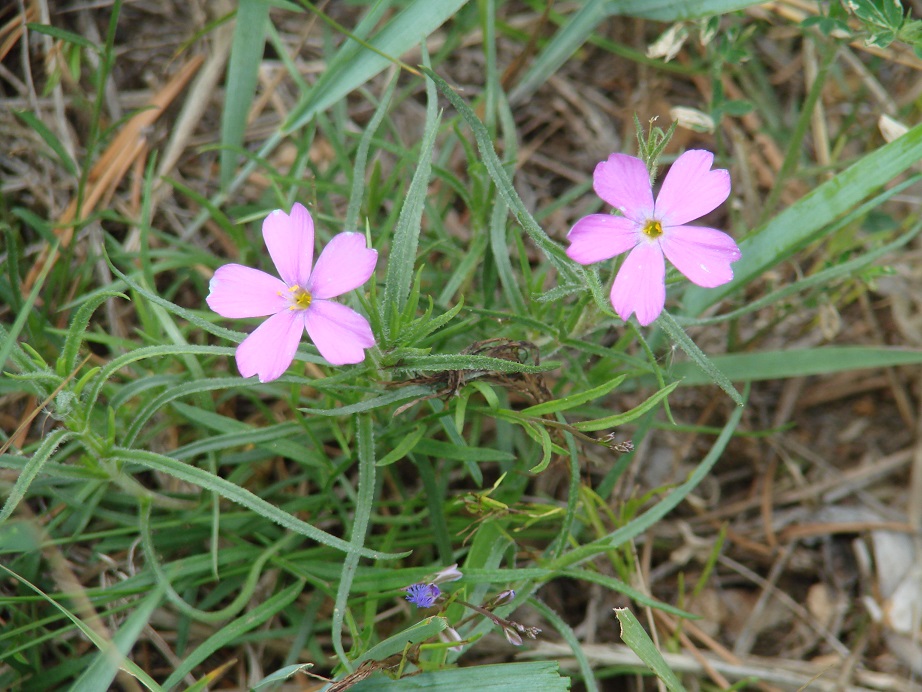 Image of Phlox sibirica specimen.