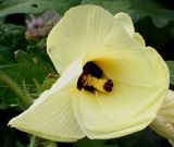 Hibiscus esculentus. Раскрывающийся цветок. Германия, г. Дюссельдорф, Ботанический сад университета. 14.08.2013.