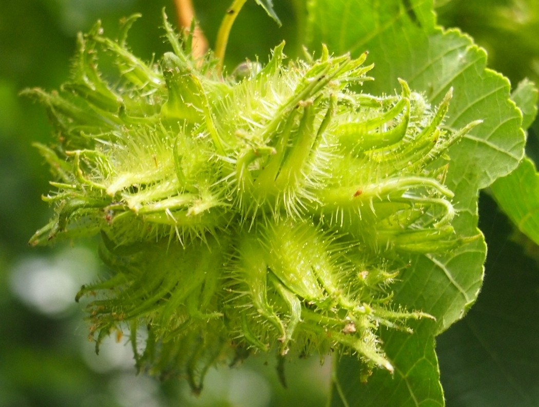 Image of Corylus colurna specimen.