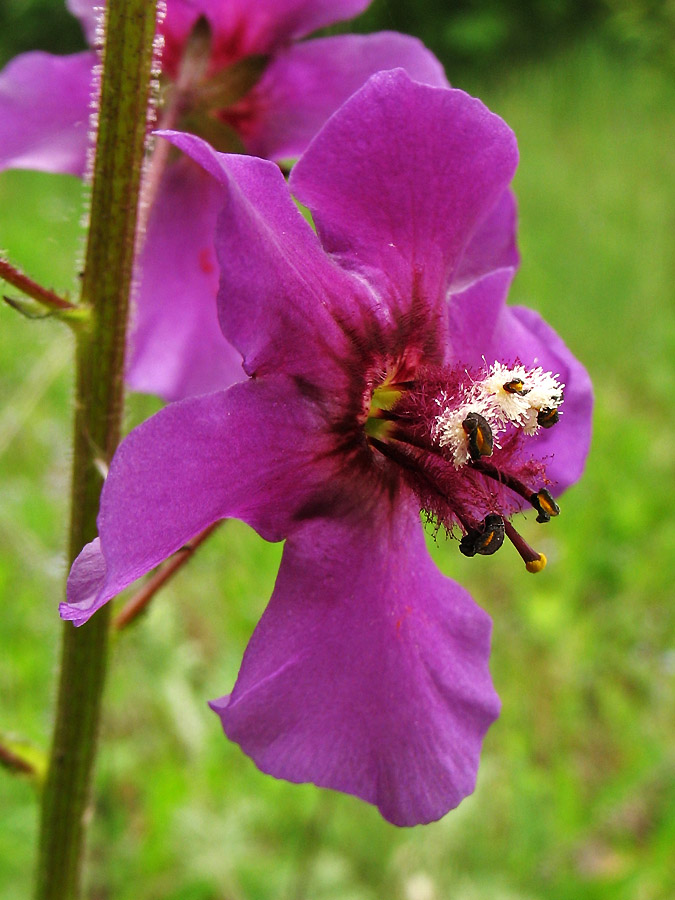 Image of Verbascum phoeniceum specimen.