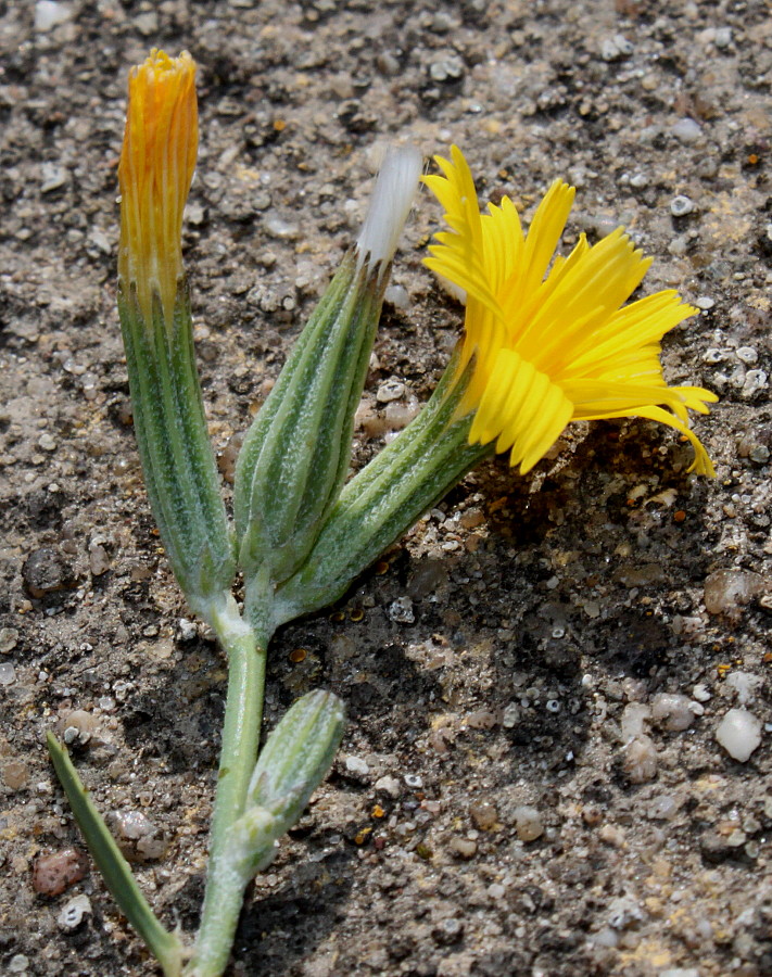 Изображение особи Chondrilla juncea.