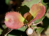 Berberis vulgaris. Верхушка побега с молодыми листочками. Германия, г. Duisburg, Ботанический сад. 20.09.2013.