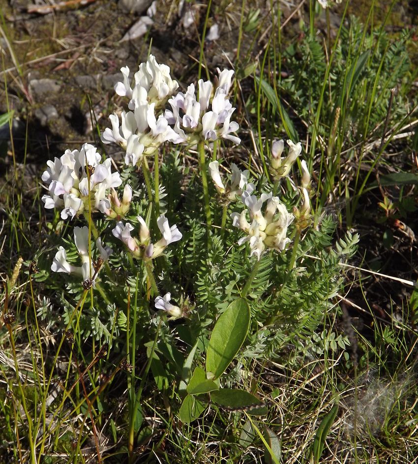 Изображение особи Oxytropis sordida.