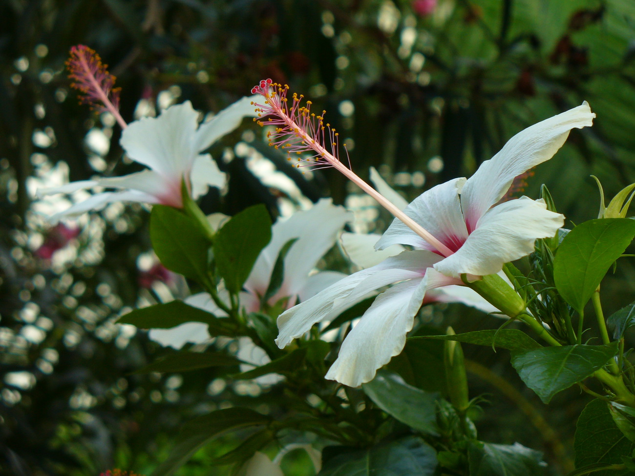 Image of Hibiscus rosa-sinensis specimen.