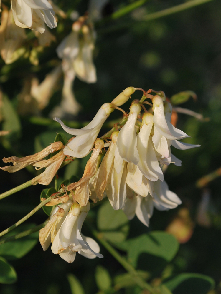 Изображение особи Hedysarum flavescens.