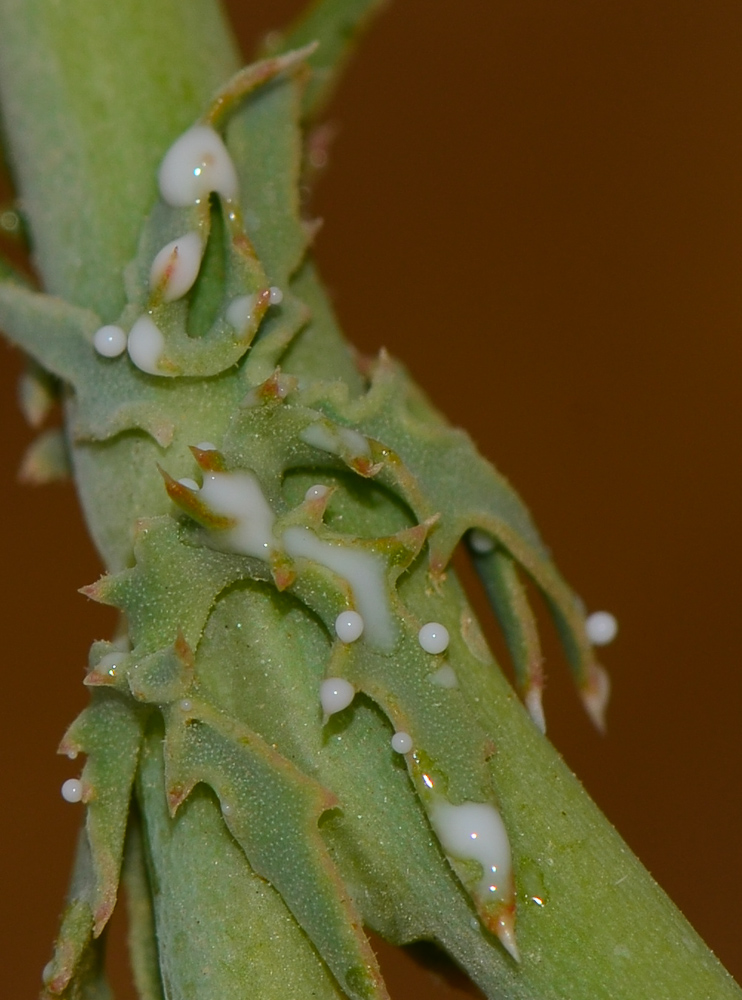 Изображение особи Launaea mucronata.