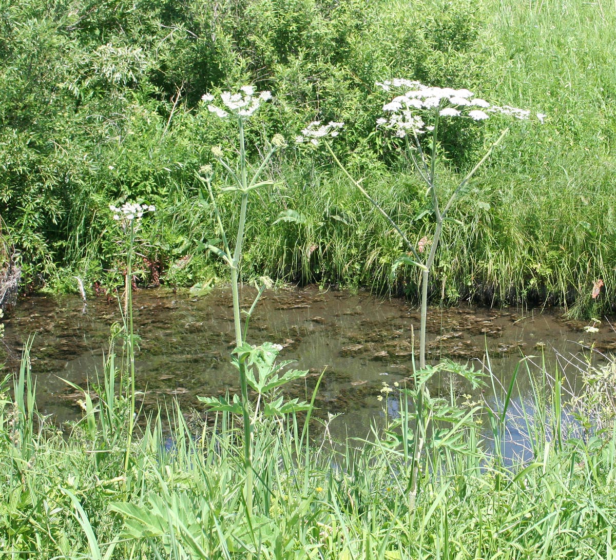 Image of Heracleum dissectum specimen.