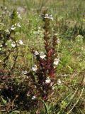Euphrasia stricta. Цветущее растение на влажном лугу. Нидерланды, Северное море, остров Схирмонниког. Июль 2006 г.