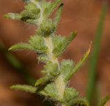 Salsola imbricata