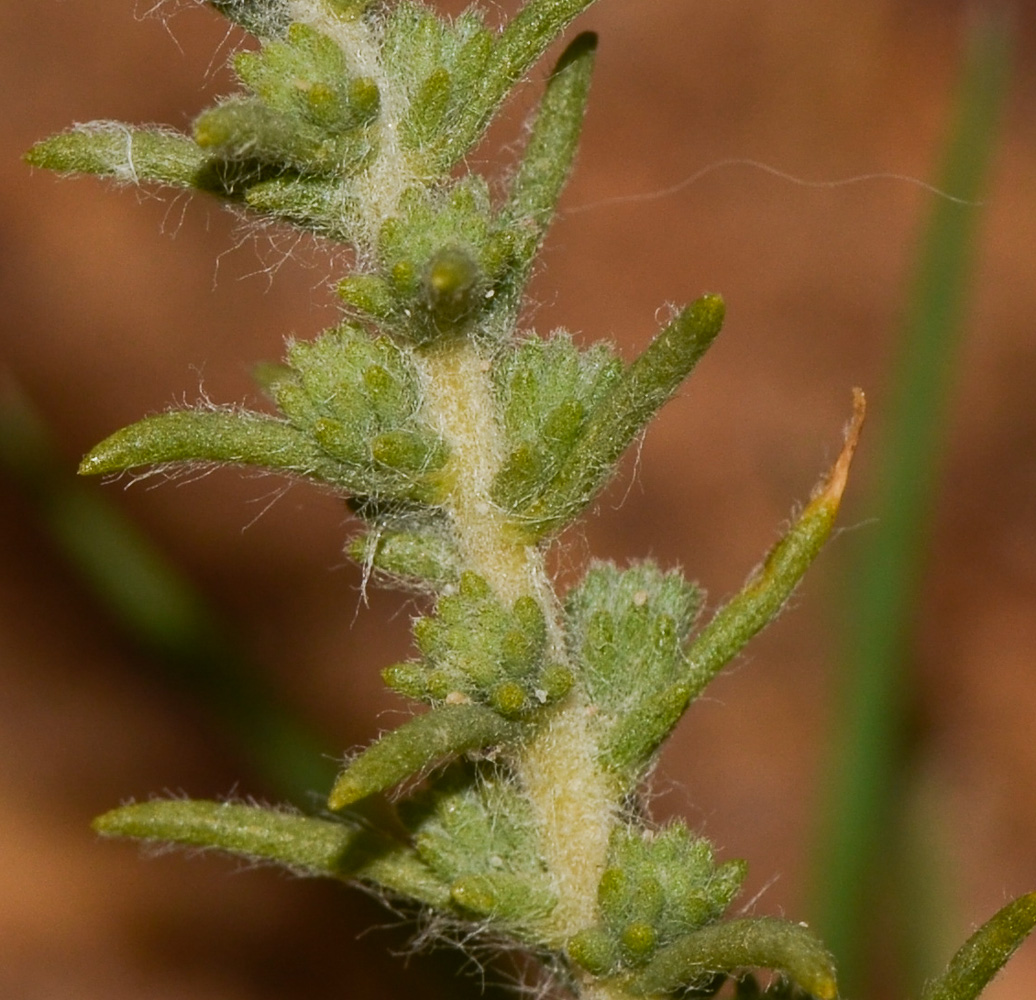 Image of Salsola imbricata specimen.