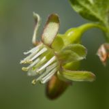 Image of taxon representative. Author is Дмитрий Орешкин