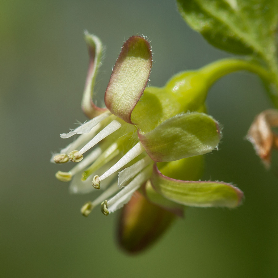 Изображение особи Grossularia uva-crispa.