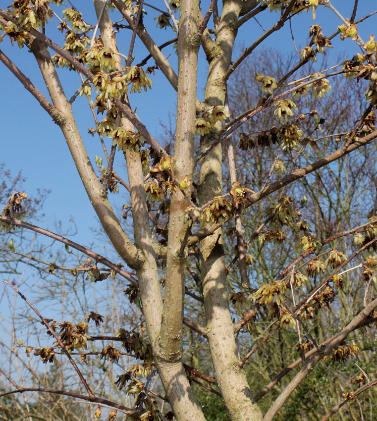 Изображение особи Chimonanthus praecox.