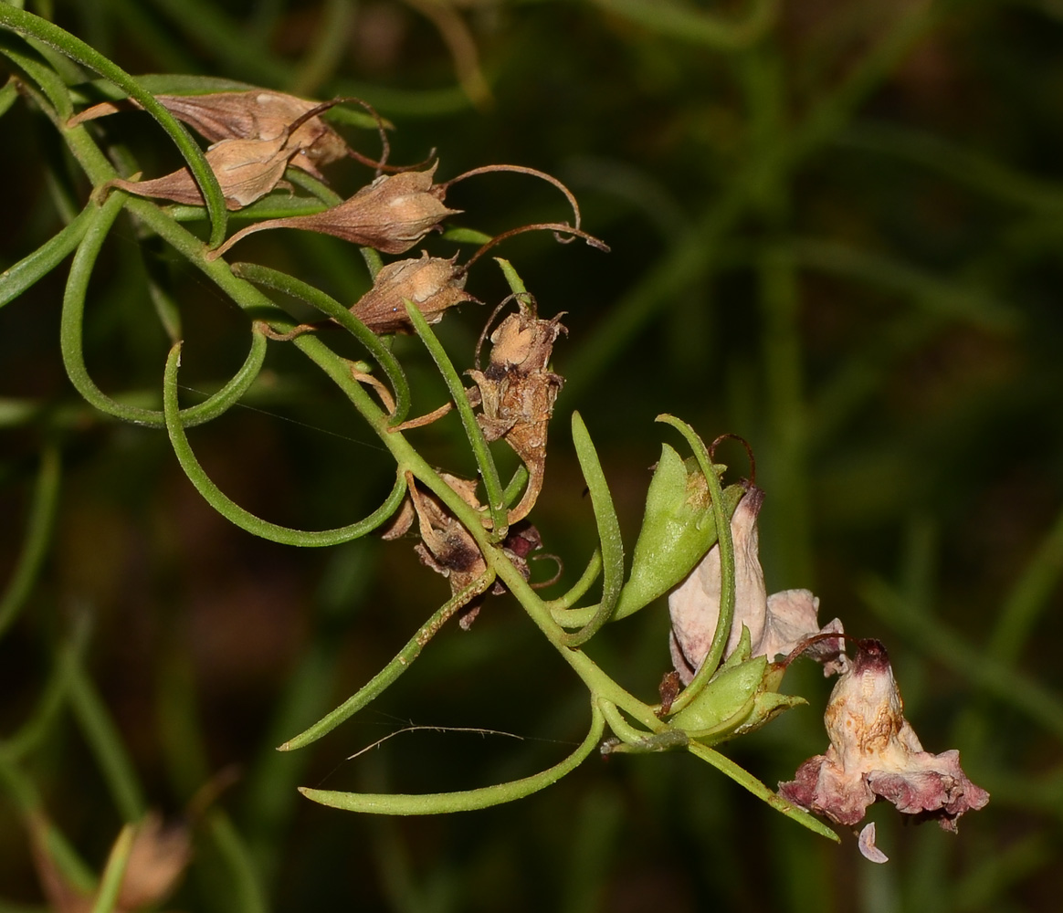 Image of Eremophila polyclada specimen.