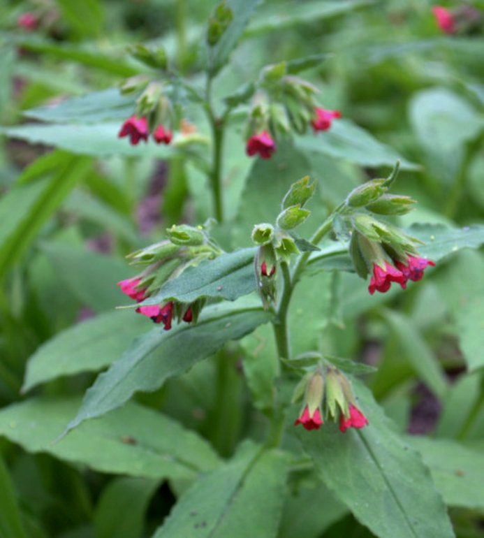 Изображение особи Pulmonaria rubra.