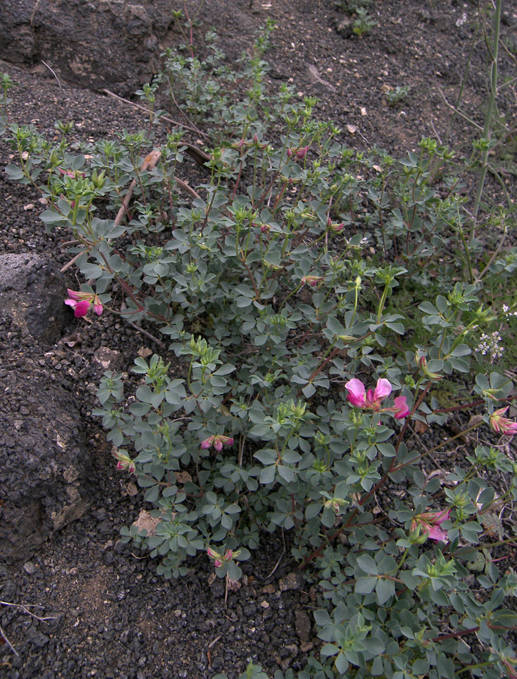 Image of Lotus gebelia specimen.